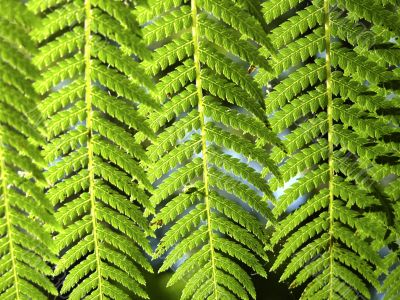Green fern