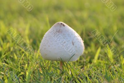 mushroom