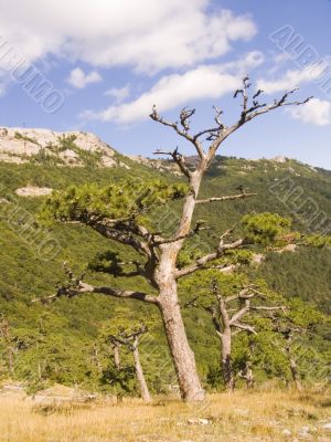 Mountain landscape