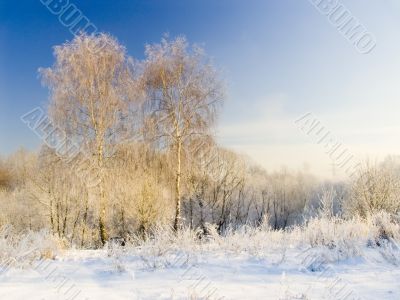  frosty sunny day