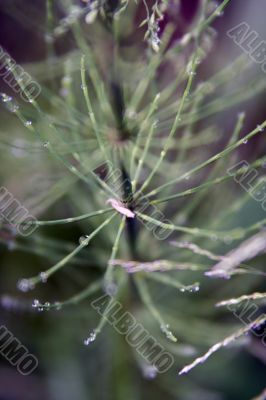Drop of Grass