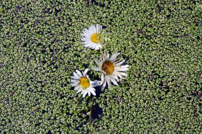 Oxeye Daisy