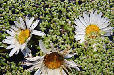 Oxeye Daisy