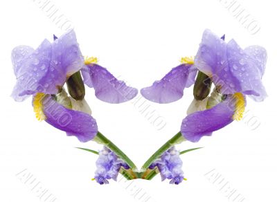 Composition from a flower