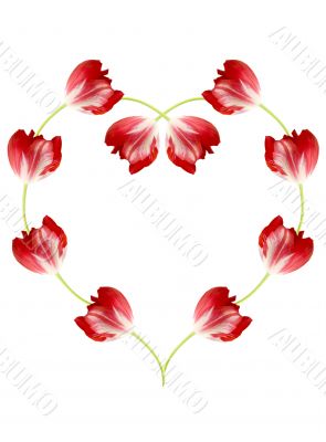 Red tulips