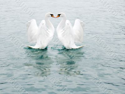 Two fine white swans