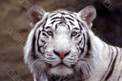 portrait tiger