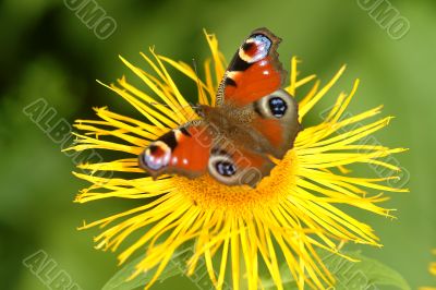 Schmetterling | butterfly