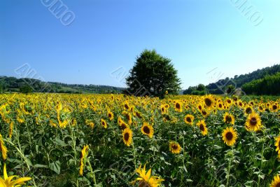 sun flower