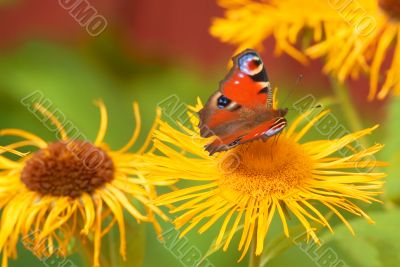 Schmetterling | butterfly