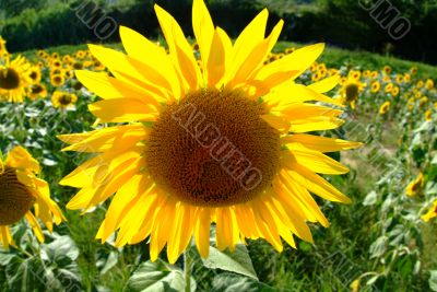 Sonnenblume | sunflowers