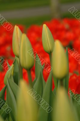 gelbe tulpen | yelow tulips