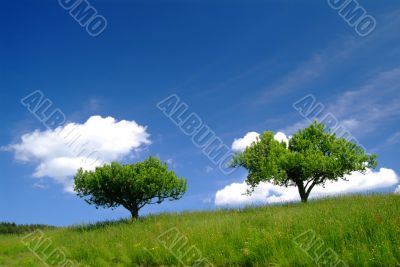 2 b?ume mit Himmel | 2 trees and sky