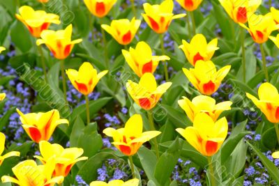 tulips
