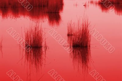 seegras | seaweed