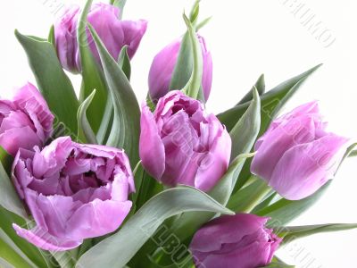tulips