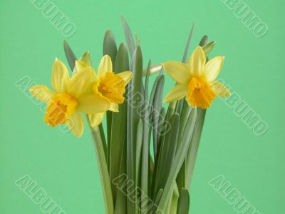 daffodil flowers