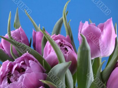 spring time