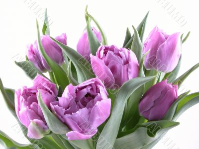 tulips