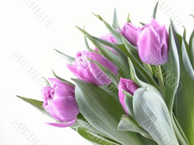 spring time