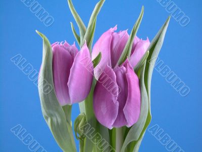 lovely spring pink tulip
