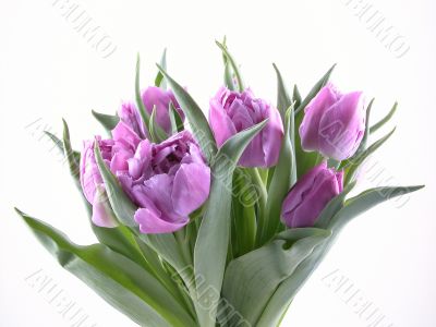 tulips