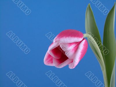 beauty in pink