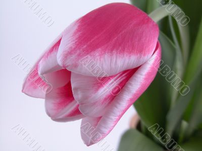 beauty in pink