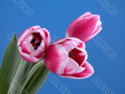 beauty in pink