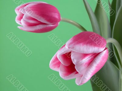 spring time