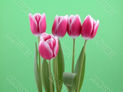 lovely spring pink tulips