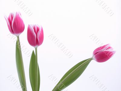spring time