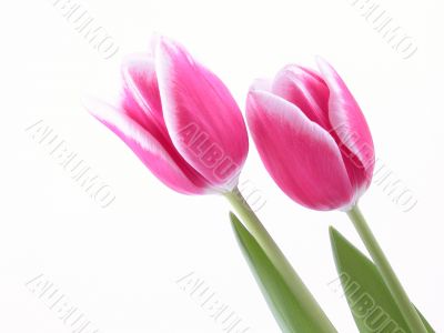 spring time