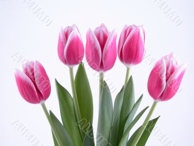lovely spring pink tulips