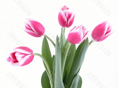 beauty in pink