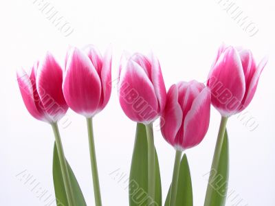lovely spring pink tulips