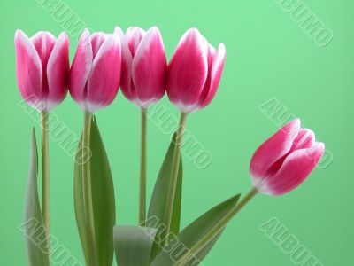lovely spring pink tulips