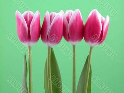 lovely spring pink tulips