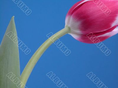 lovely spring pink tulip