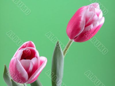 spring time