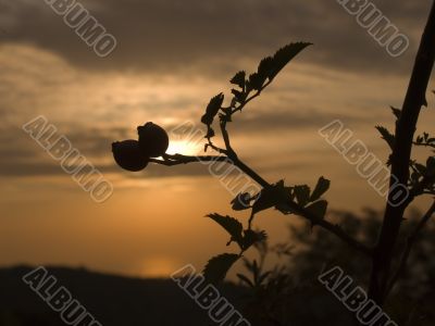 Berries a dogrose
