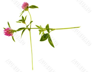 clover