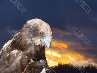 Predatory bird