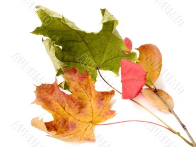 autumn leaves