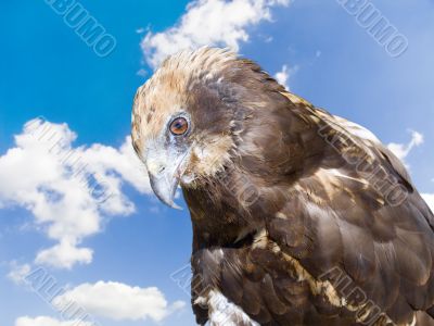 Predatory bird