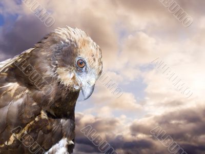 Predatory bird