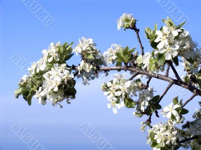 Spring flowering