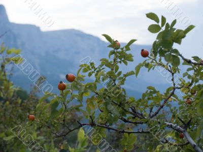 Berries of a dogrose