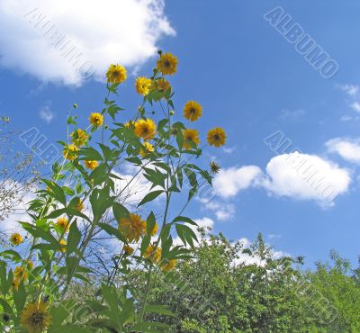 Yellow flowers