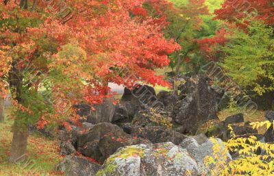 Autumn Japanese garden